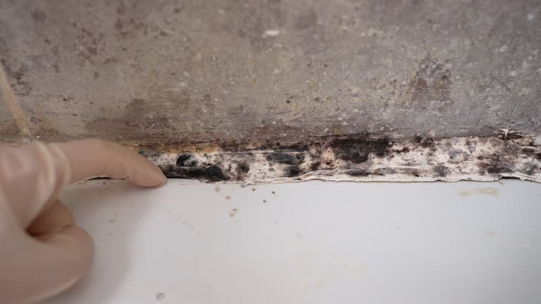 Best Emergency Mold Remediation  in Santo Domingo Pueblo, NM